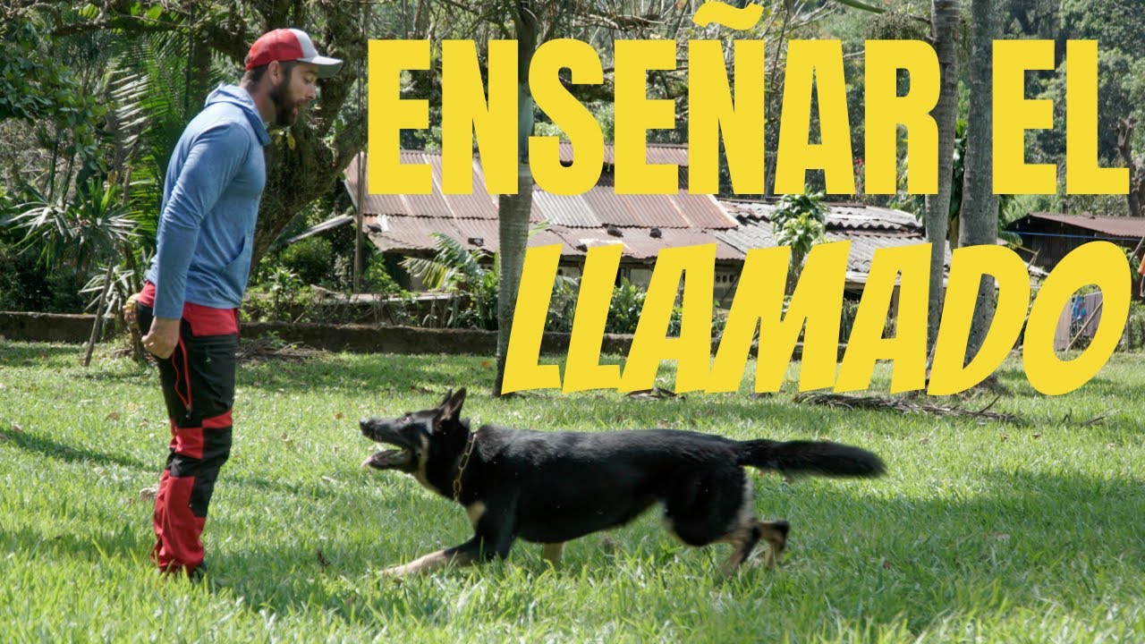 9 Pasos Para Enseñarle el Llamado Tu Perro!