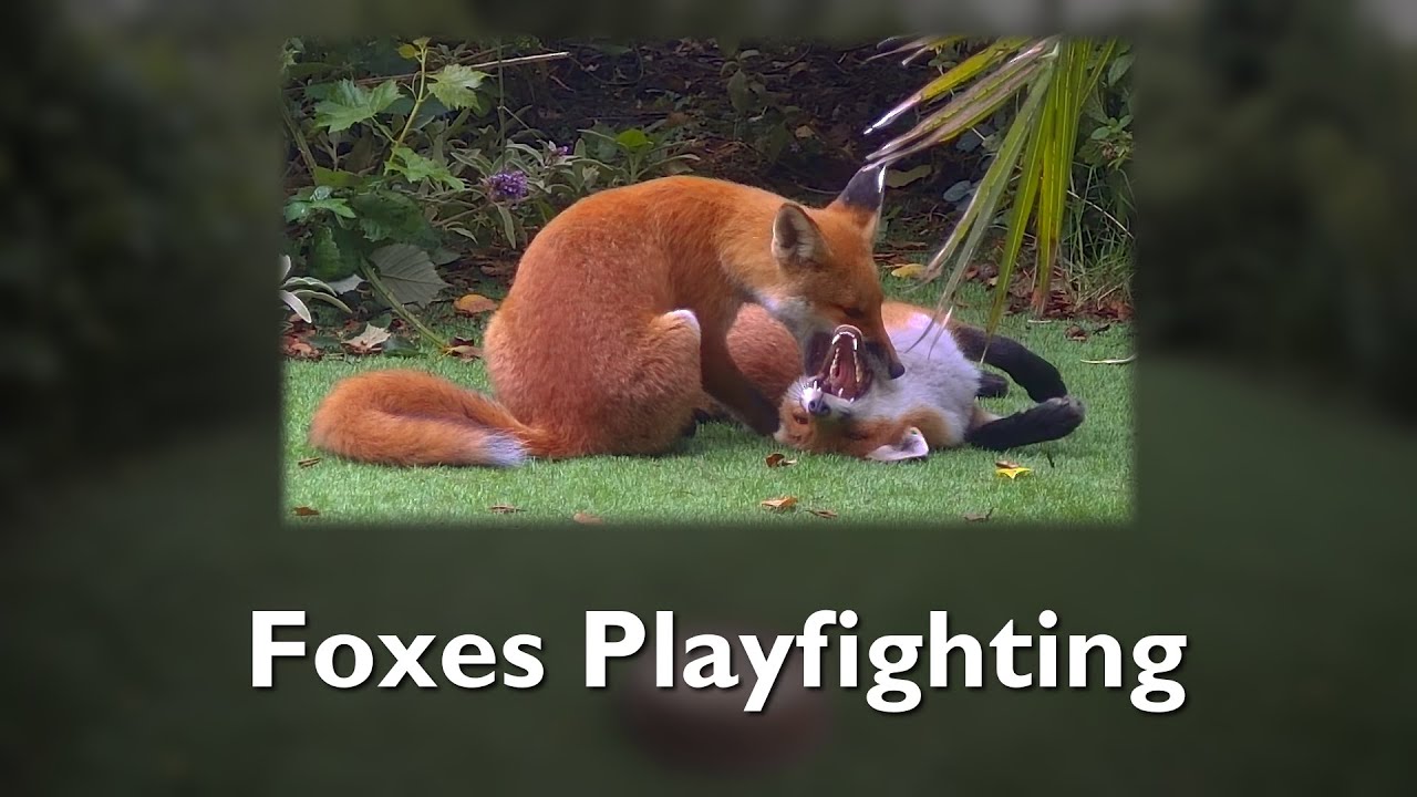 Two young fox siblings