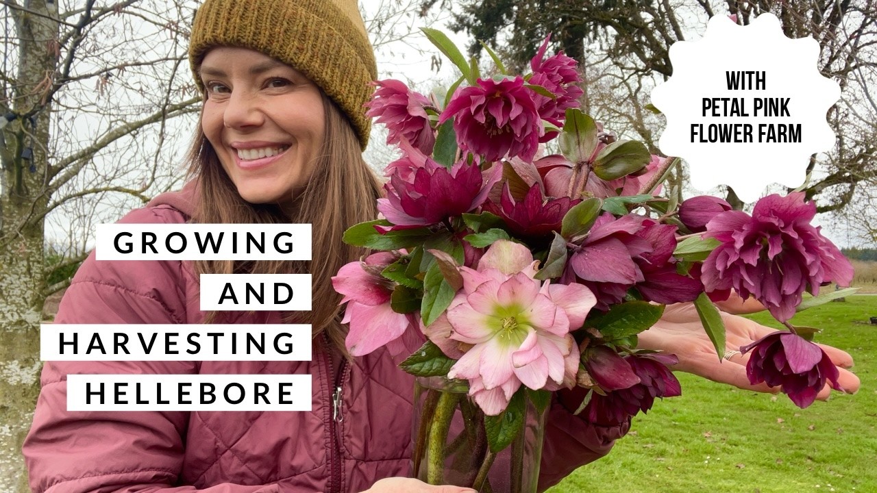 Выращивание и сбор морозника на ферме Petal Pink Flower Farm.