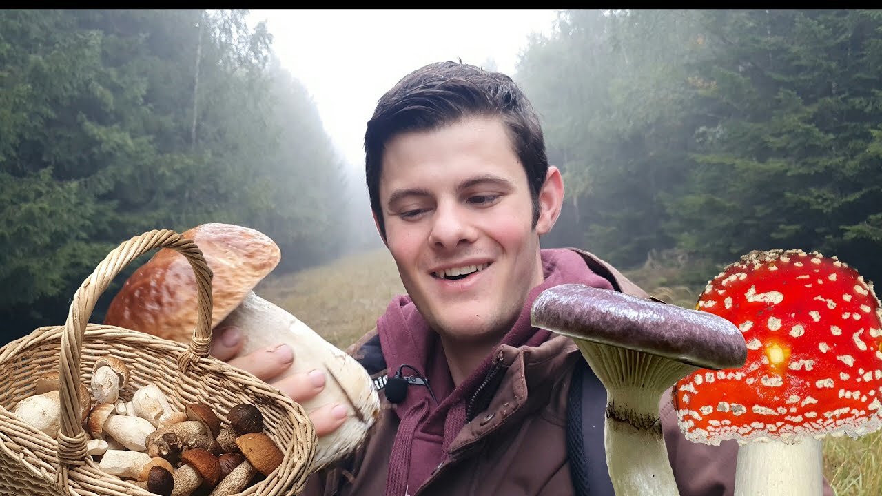 Im Steinpilzrausch - sagenhafte Funde im Nadelwald