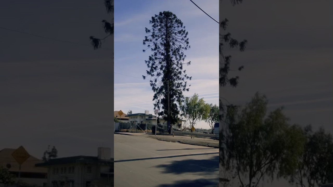 El Pino: a Living Monument to East L.A.