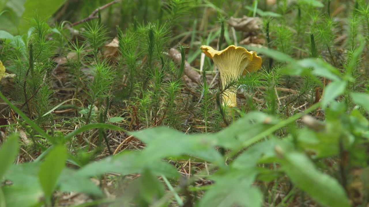 La semaine verte | Changer la vocation des forêts, un champignon à la fois