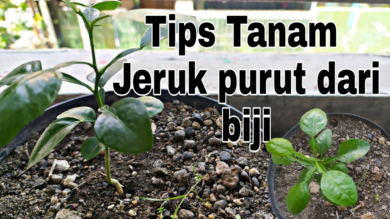 CARA CEPAT TANAM JERUK PURUT DARI BIJI