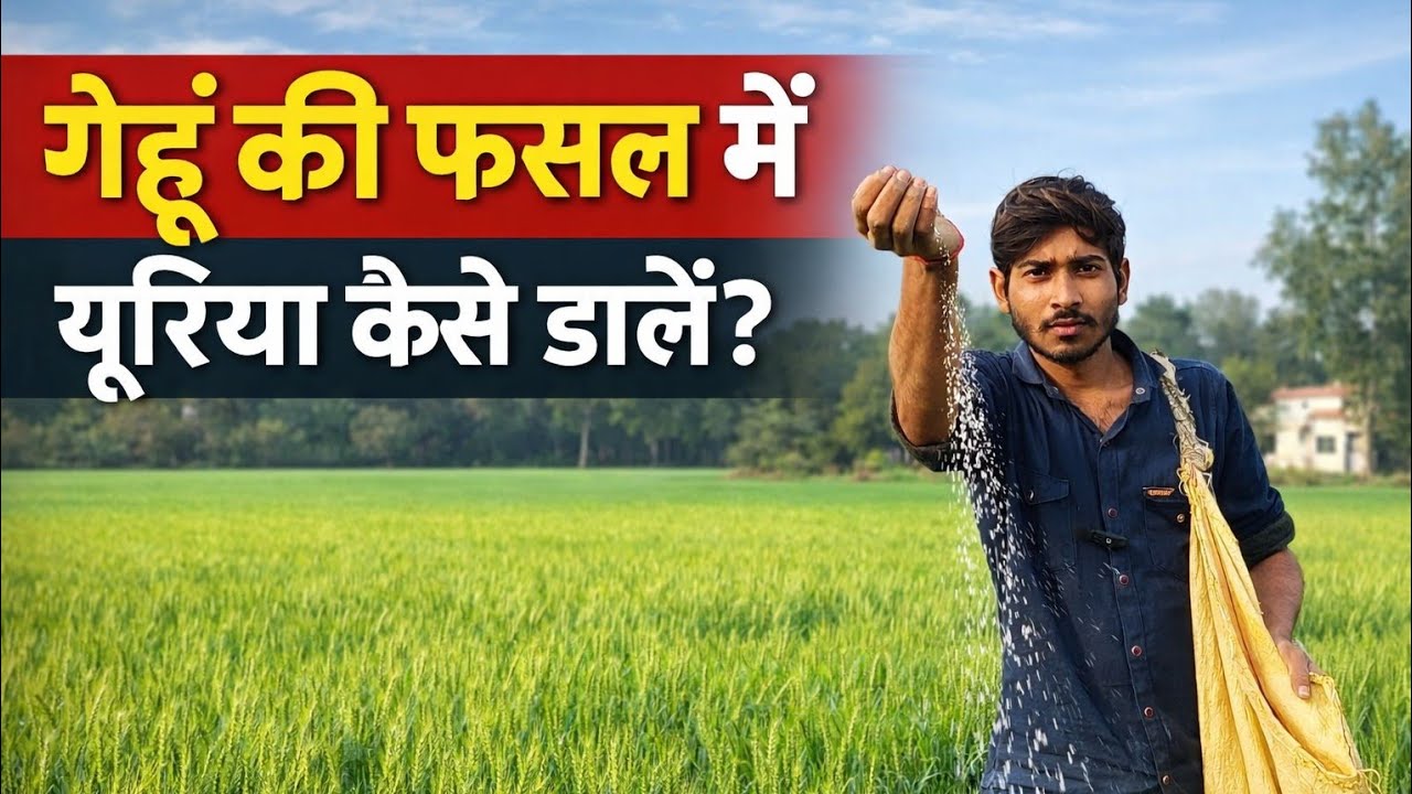 गेहूं की फसल में यूरिया यूरिया खाद कैसे डालें🌾