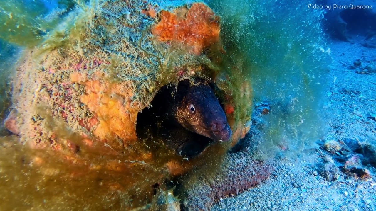 Immersione sul relitto della Nave Romana di Albenga -2025-  Roman Shipwreck of Albenga - 2025-