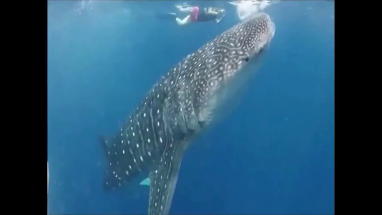 Reef Conservation in Belize