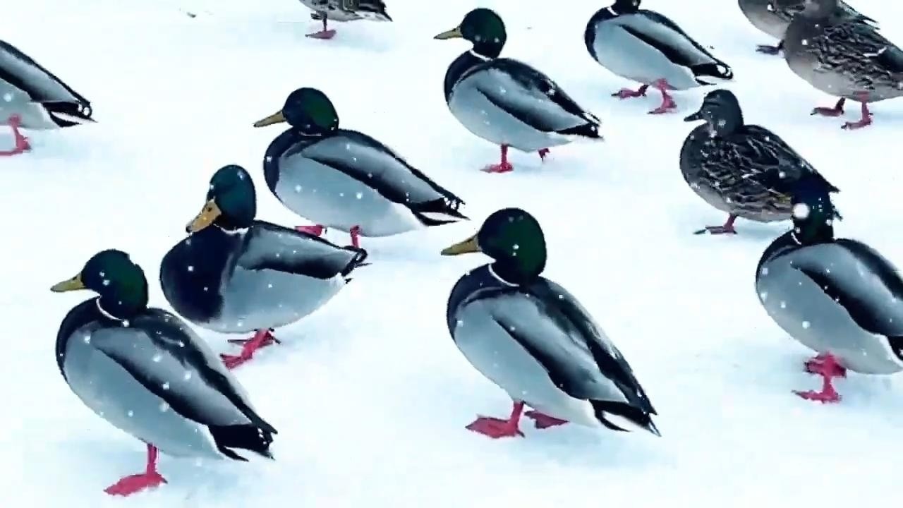 Mano Žvėrynas. Žiema ❄️