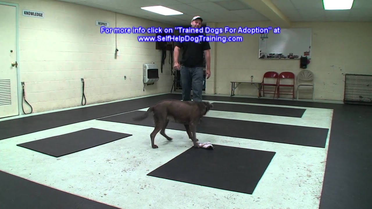 Silver Lab For Adoption - Dog Training Support by K9-1.com