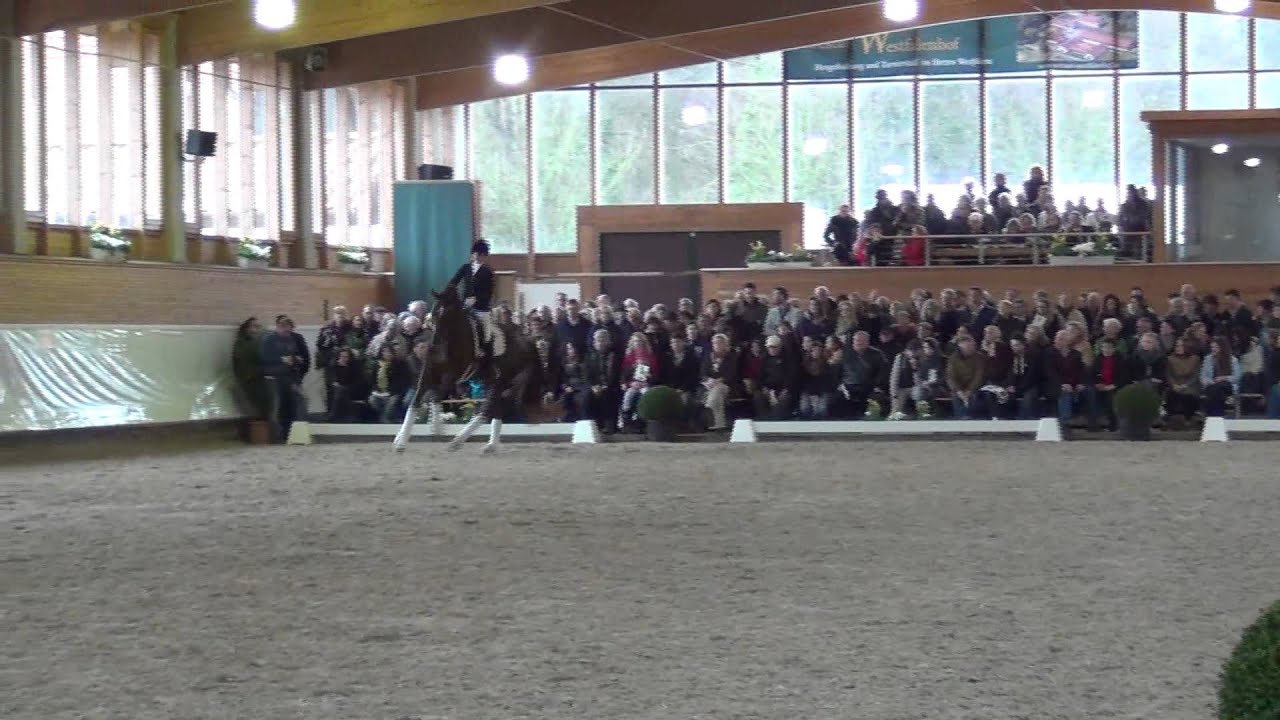 BEST OF GOLD v. Belissimo - Hengstschau Gestüt Westfalenhof 22.03.2014