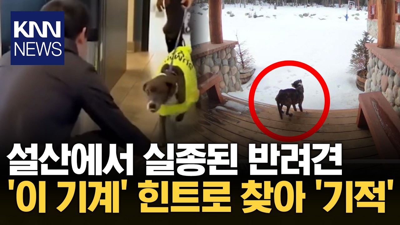 실종 6주 만에 살아 돌아온 노견 뼈만 남았지만 주인보고 '펄쩍' / KNN