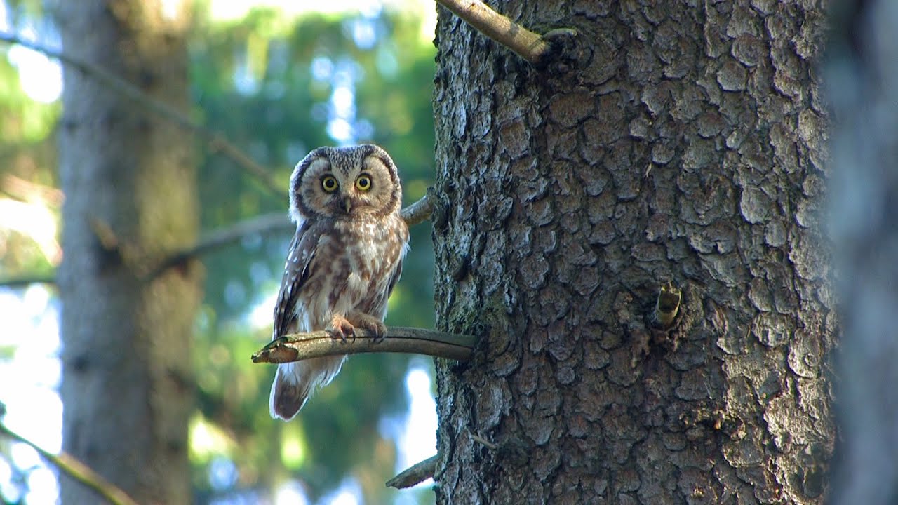 Sýc rousný (Aegolius funereus)