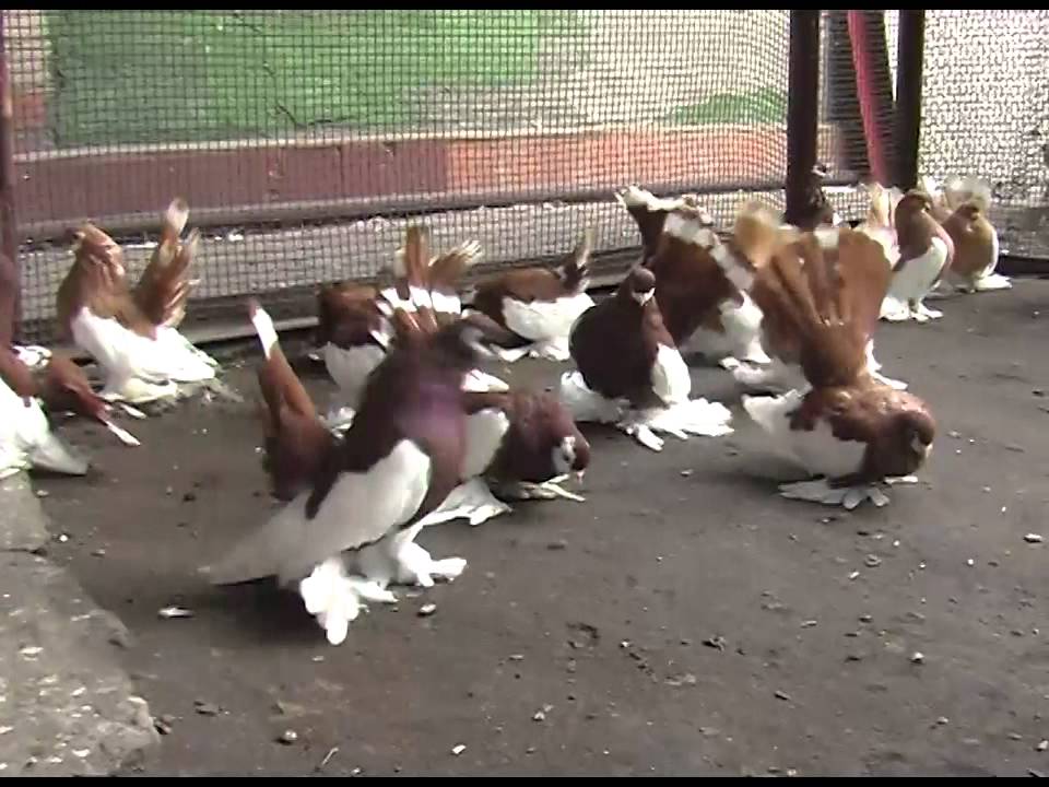 Голуби Пешкова Александра Ивановича pigeons of Russia