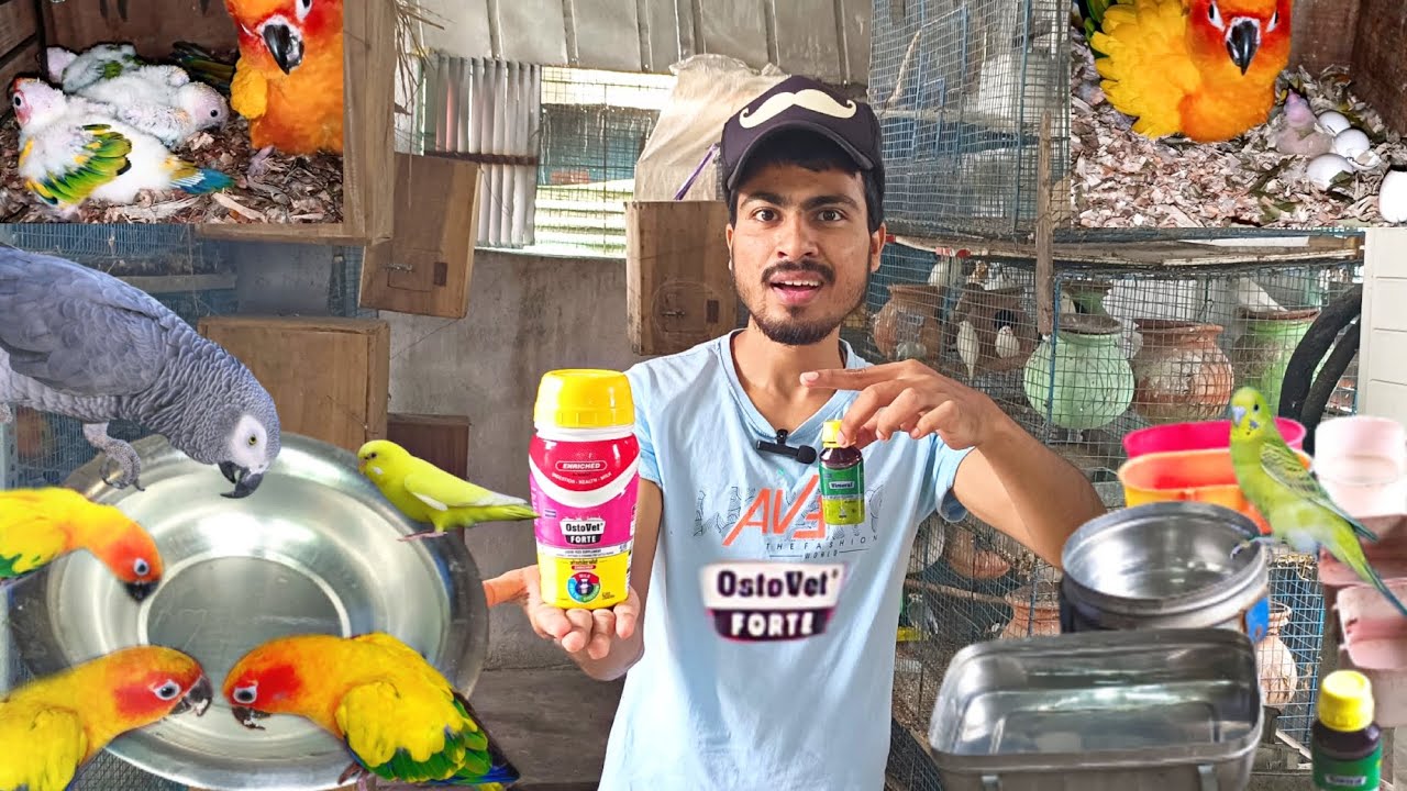 Osto vet bird ko kaise de/How to use osto vet for bird/osto vet or vimeral bird ko kaise de