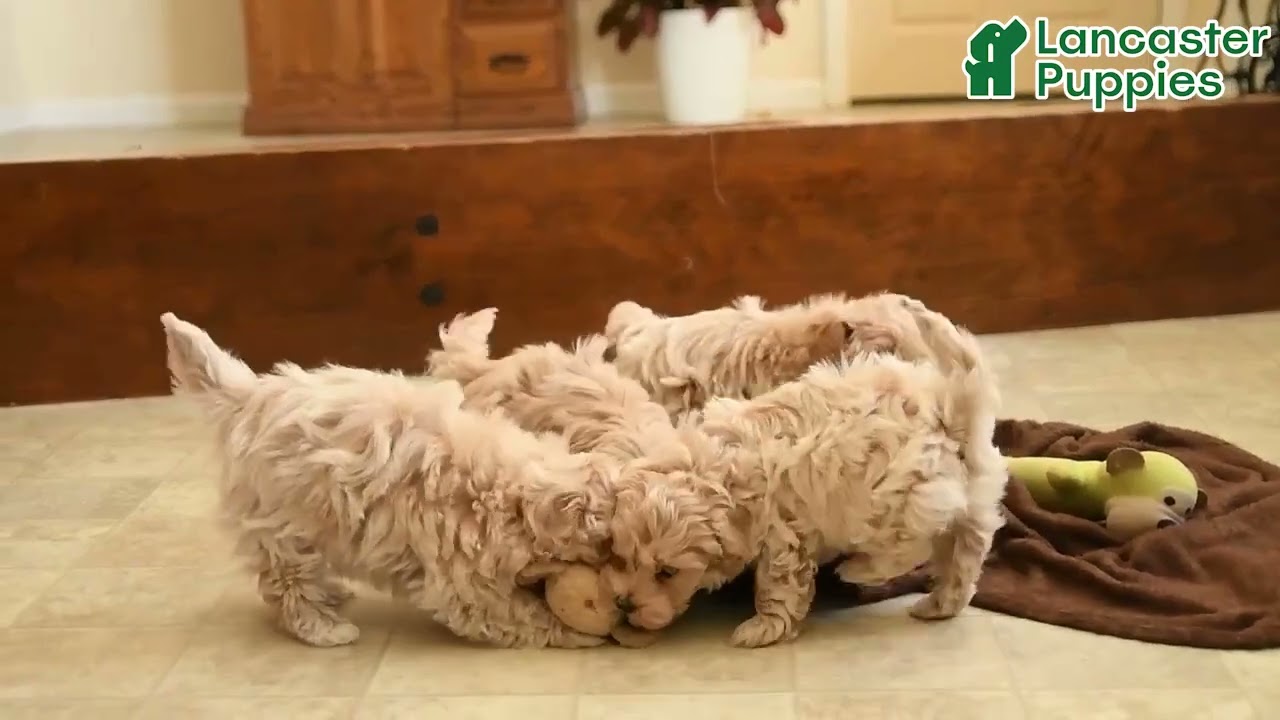 Adorable Maltipoo Puppies
