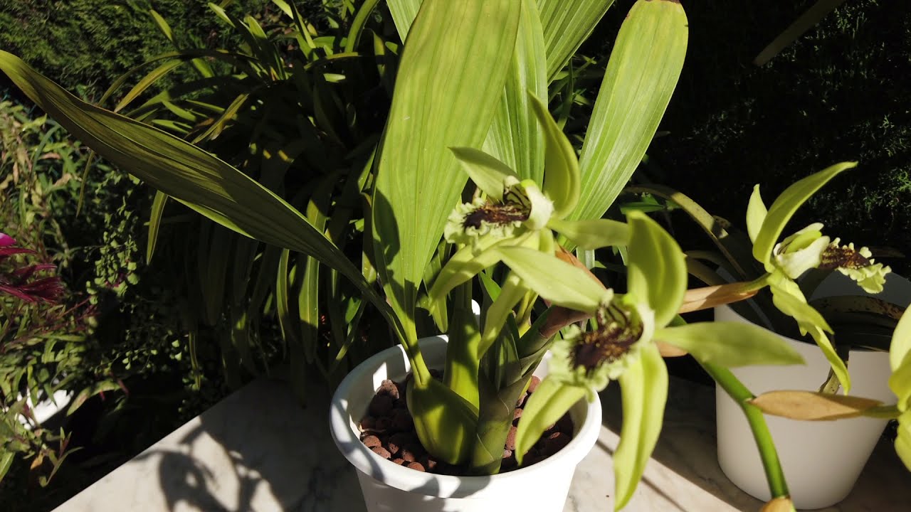 Unveiling the Black Beauty: Ultimate Coelogyne Pandurata Care Guide | GORGEOUS BLOOMS! #ninjaorchids