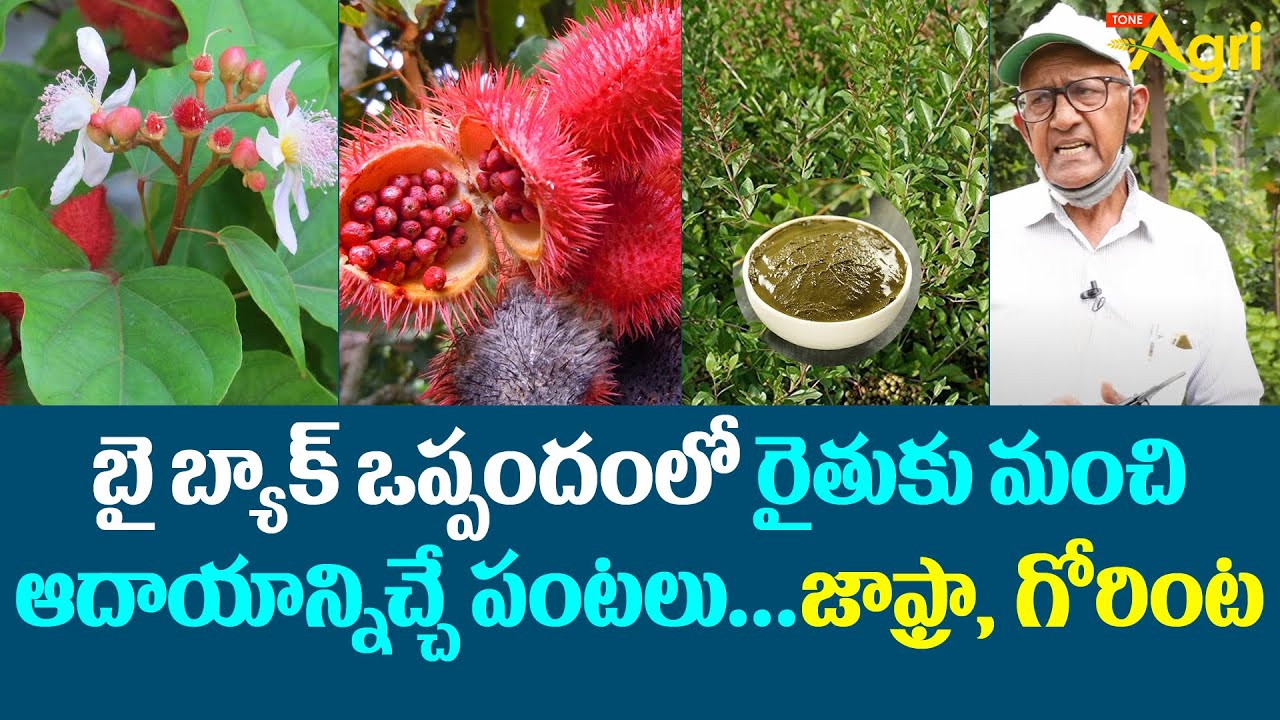 Herbal and Medicinal Plants | కాసులు కురిపిస్తున్న సహజ రంగుల పంటలివి..! Pragati Resorts | Tone Agri