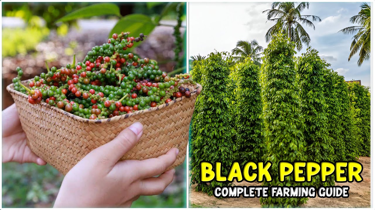 Black Pepper Farming - Planting, Care, Harvesting | Complete Guide