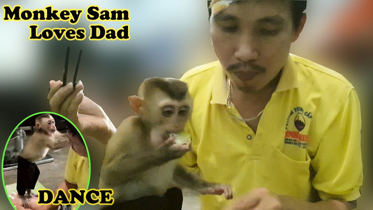 MONKEY DANCE Hiphop Baby Monkey Loves Dad And Family Meals