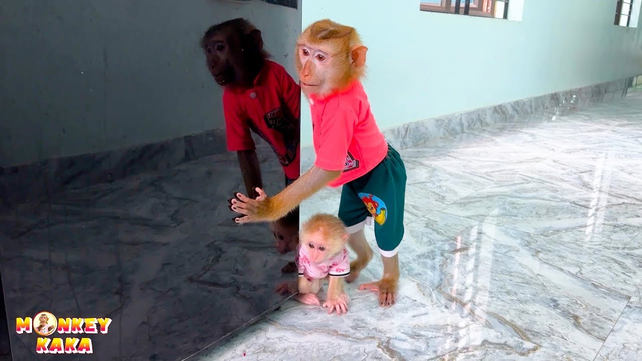 Monkey Kaka and Monkey Mit are hiding behind the refrigerator because they're afraid of what animal?