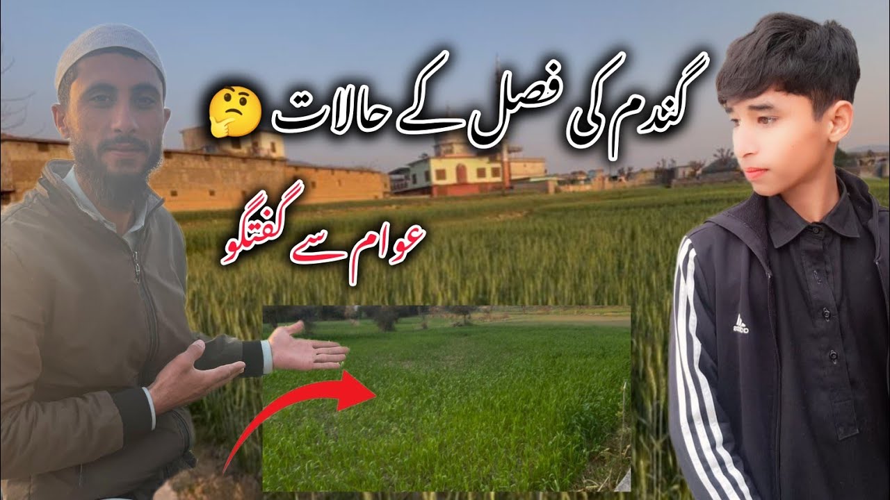 Gindam ki fasil ka halat || گندم کی فصل کے حالات || عوام سے گفتگو #kashmiri #haris #fasıl 