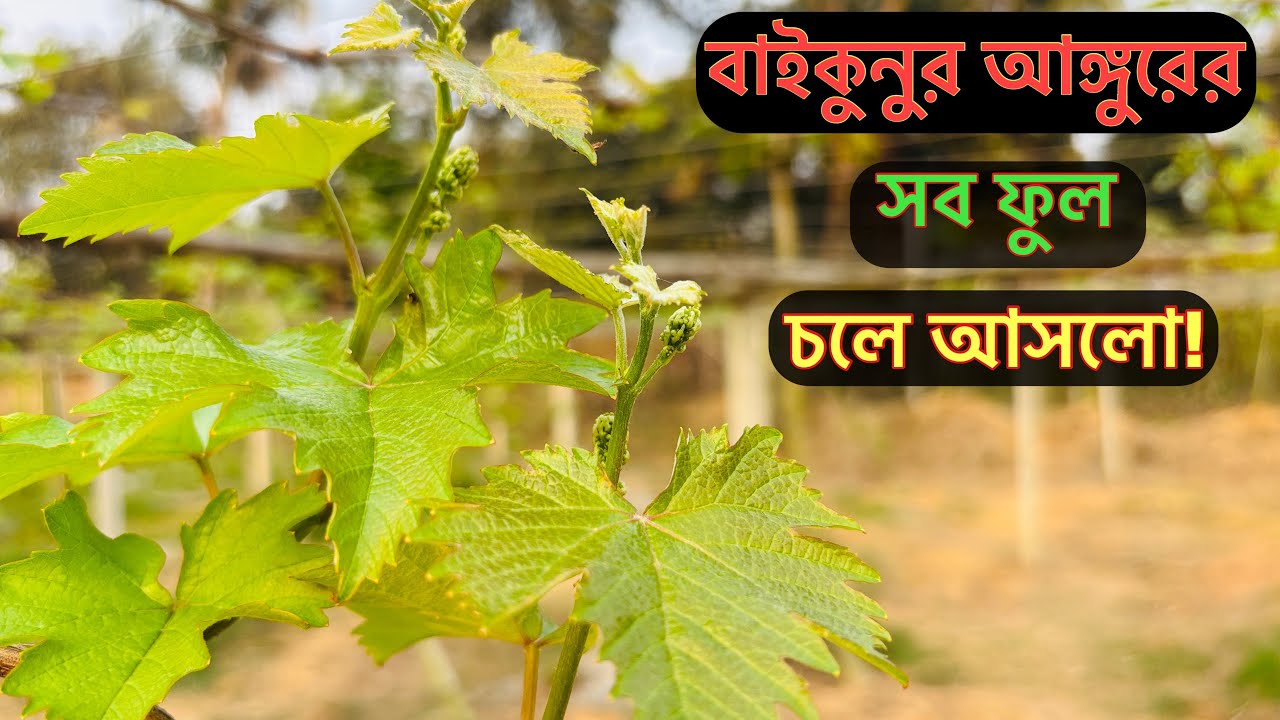 গাজীপুরে বাইকুনুরের বড় বাগানের সব ফুল চলে আসলো! 
