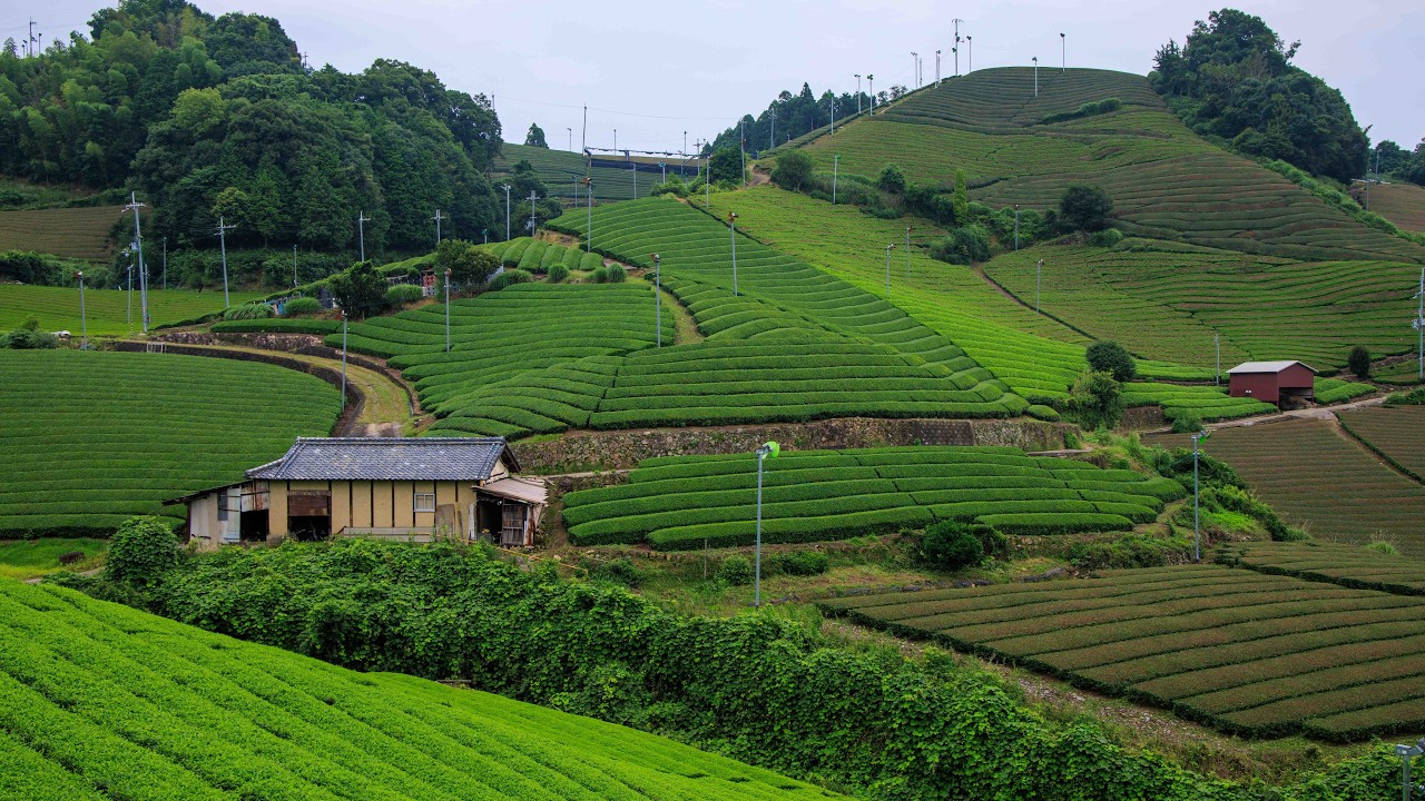Walking Rolling Hills of Wazuka Tea Village on Summer Afternoon | Kyoto, Japan 4K Rural Ambience