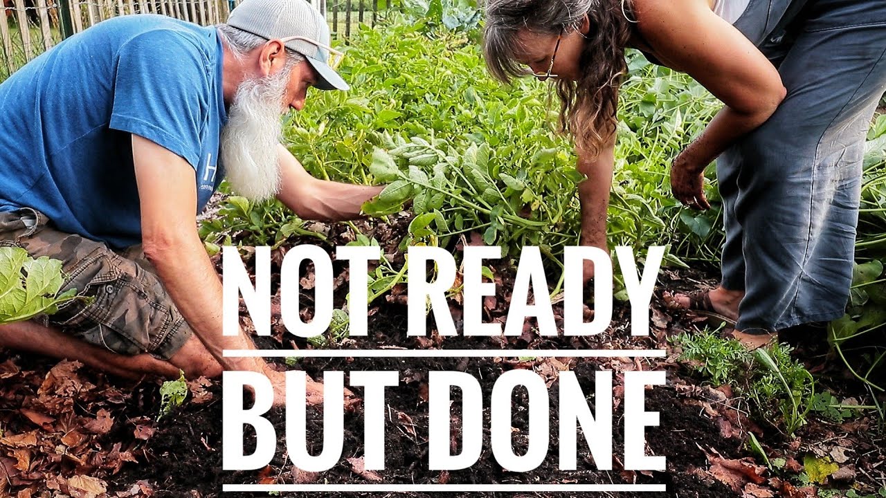 Complete In-Ground Potato Harvest | Won't Do That Again