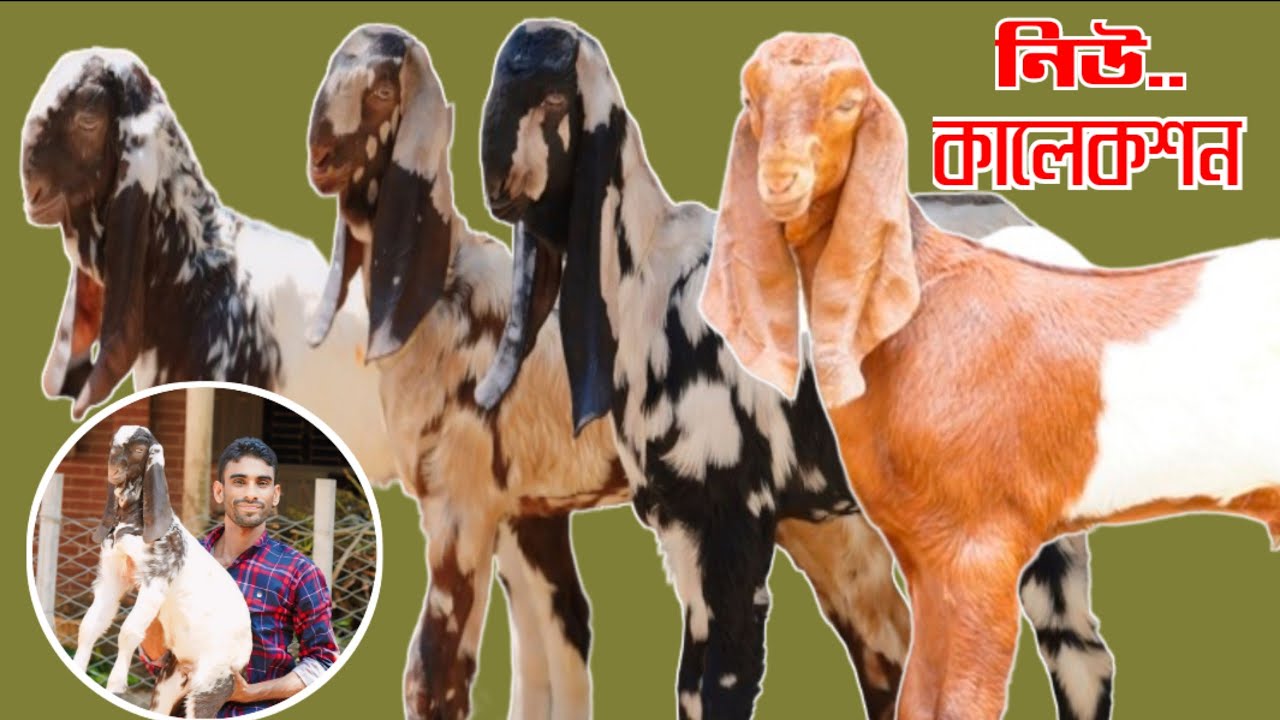 আবু ভাই এর ৫০+ এক্সক্লুসিভ কোয়ালিটির বাচ্চা ছাগলের নিউ লট | বিটল তোতাপুরি হরিয়ানা বাচ্চা ছাগল |