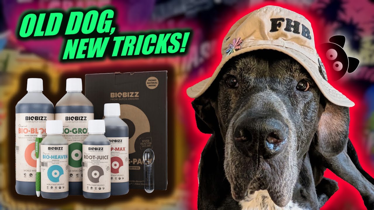 OLD DOG, NEW TRICKS! | FHB tries BIOBIZZ, with Mephisto Genetics Guava Fig