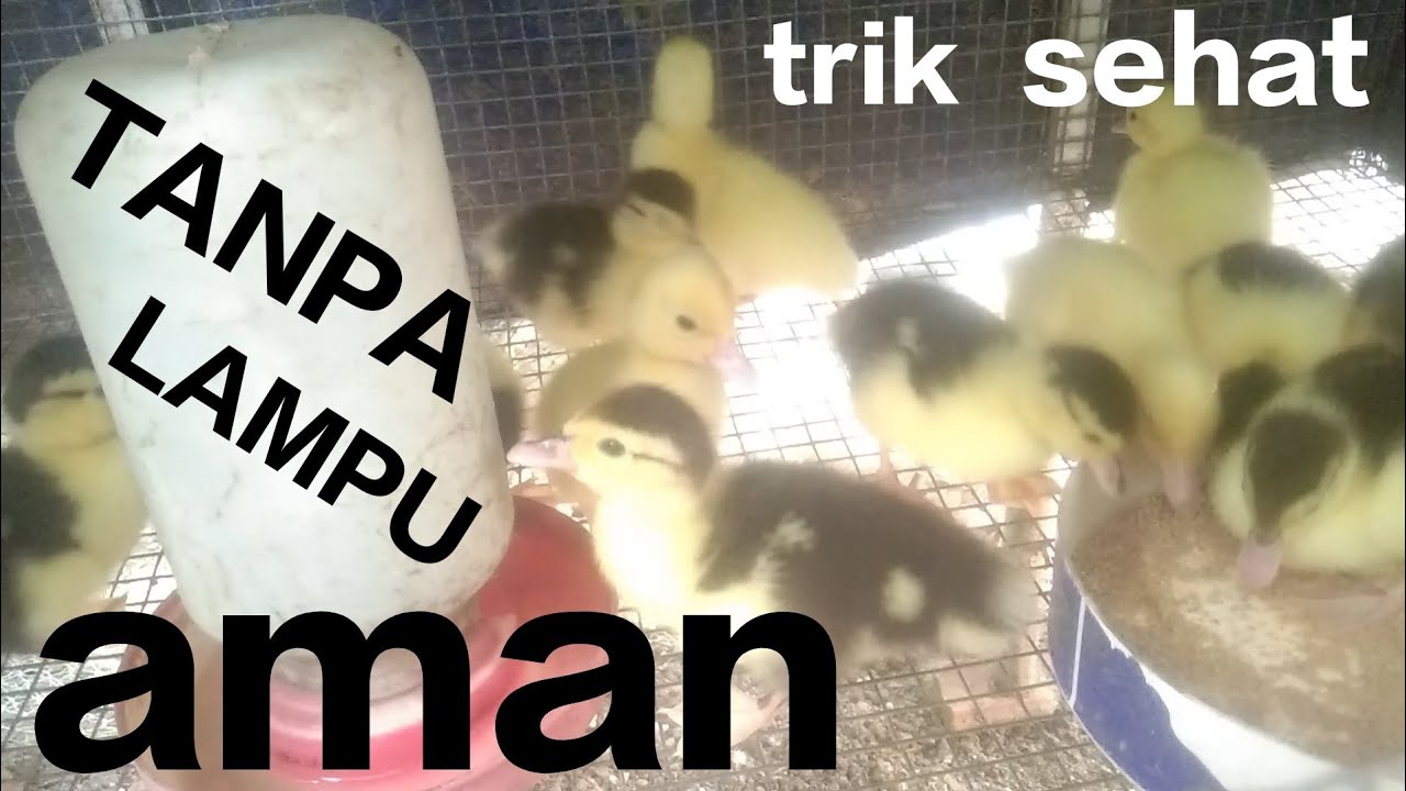 Cara merawat anak entok tanpa lampu 