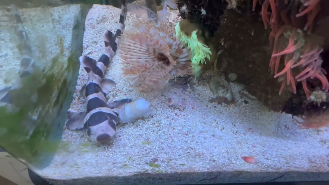 Tiburón bambú como alimentarlo a él y a una morena anillada 😱