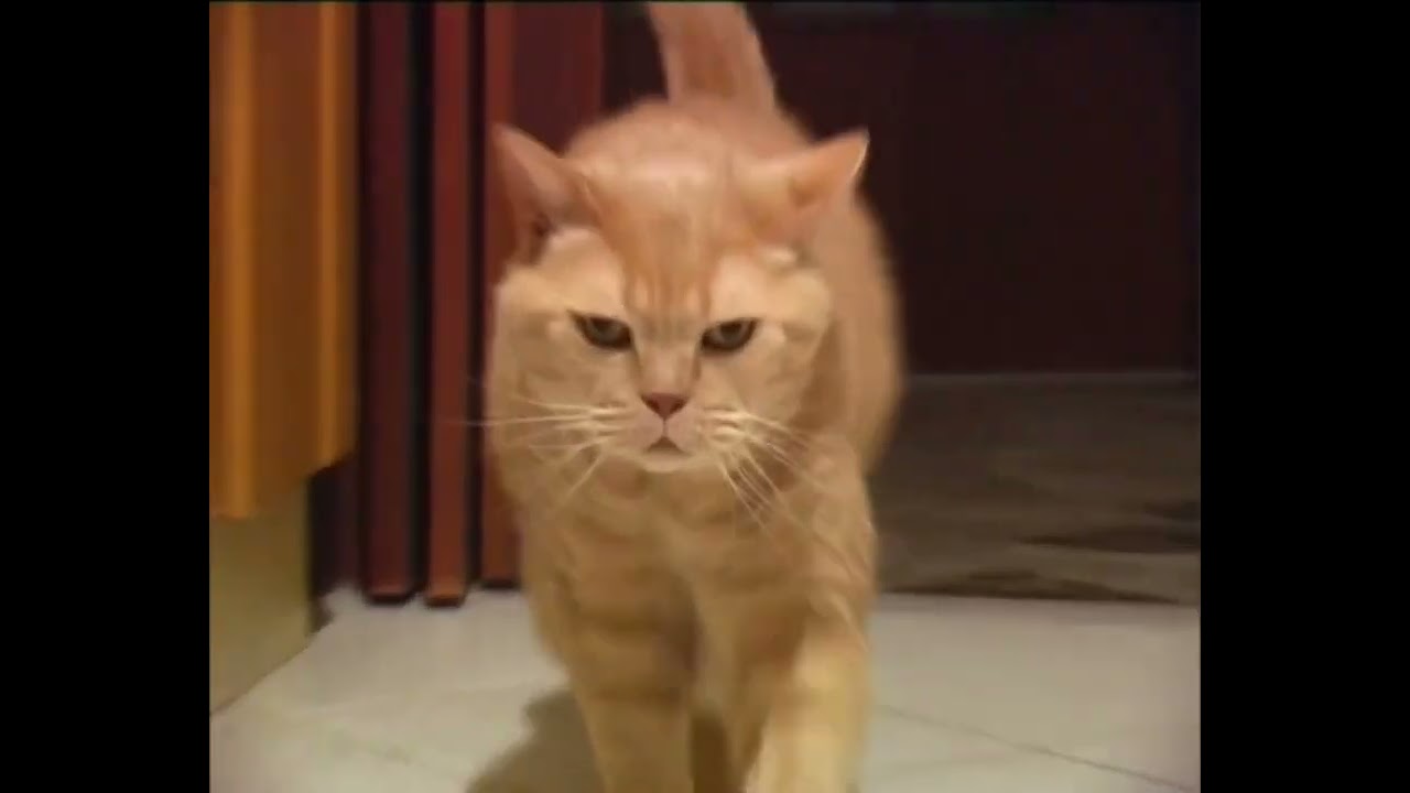 wirelessparty - my cat is fat