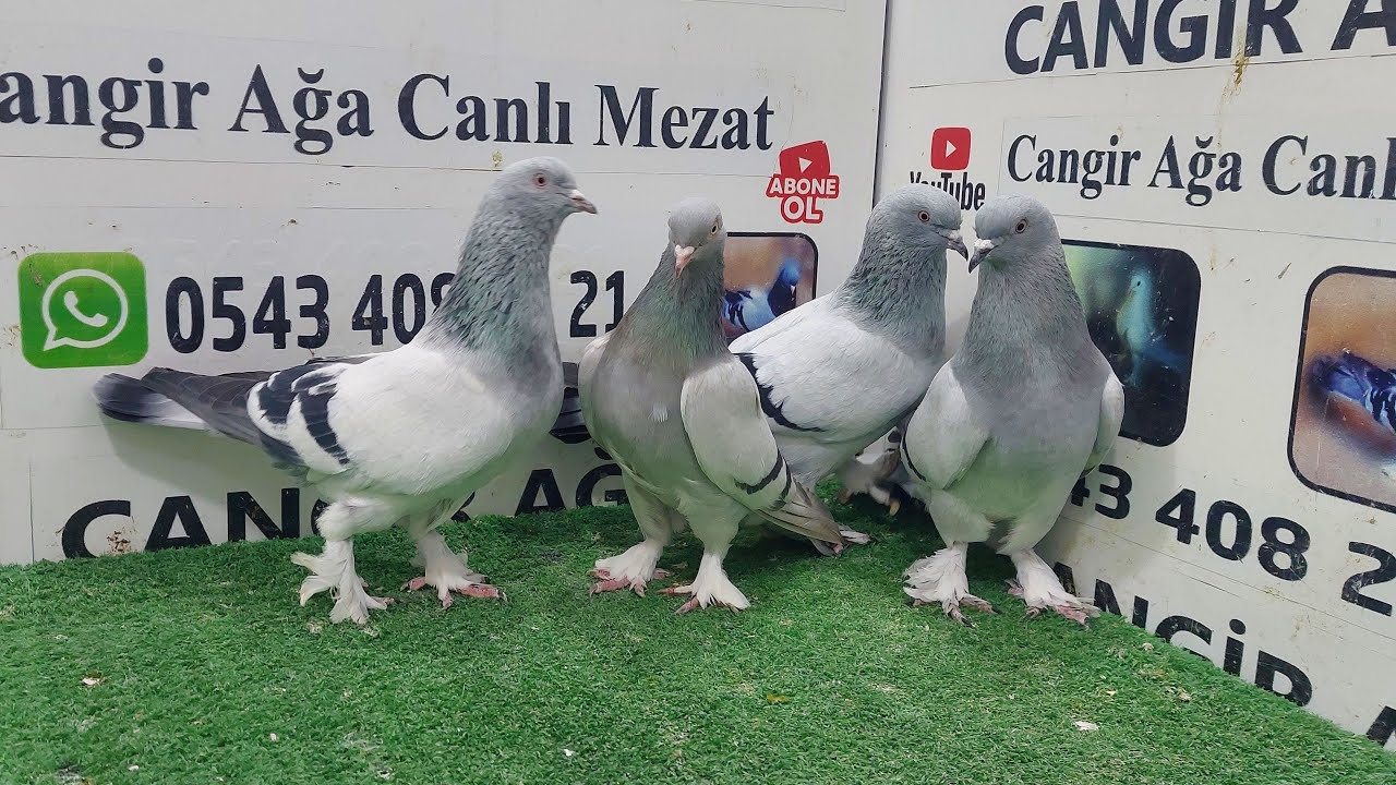 CANGiR AĞA Canlı Güvercin Mezatı Hikmet Ataklı Eski Mardin Damar hazır kuşları Kalitenin adresi uçur