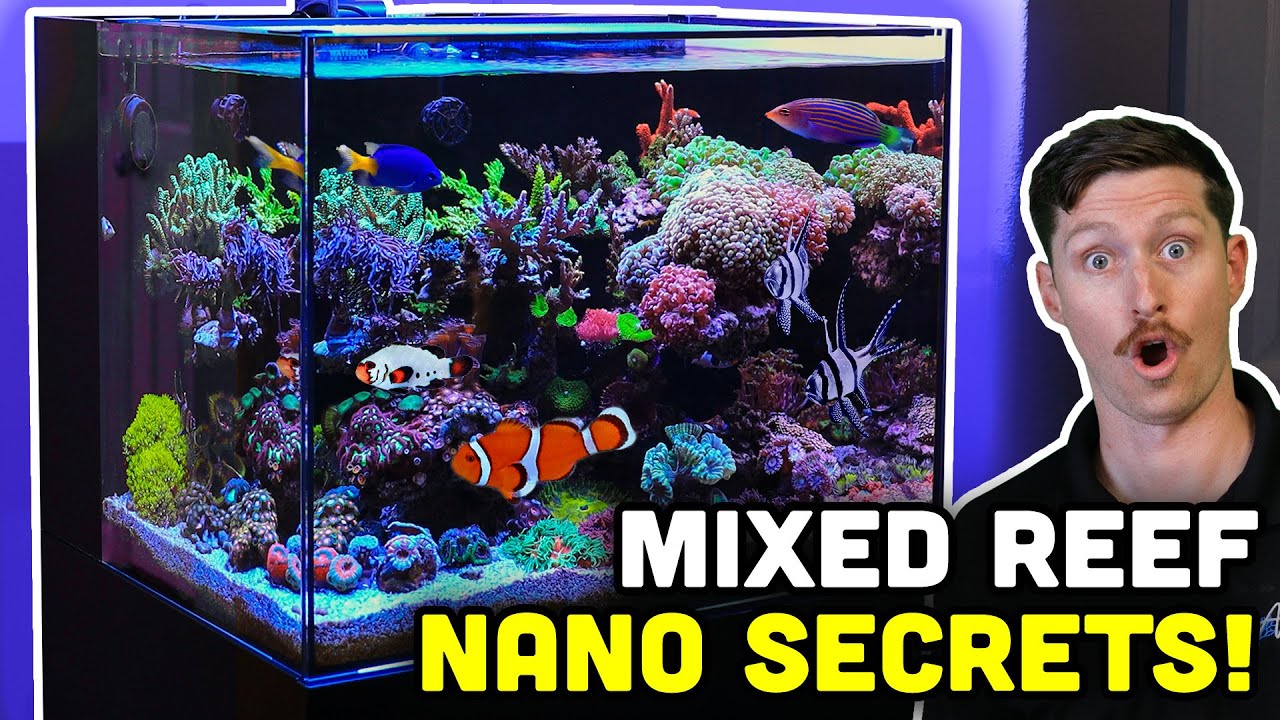 Touring a PACKED and COLORFUL Nano Tank ! Tips for NANO Aquarists!
