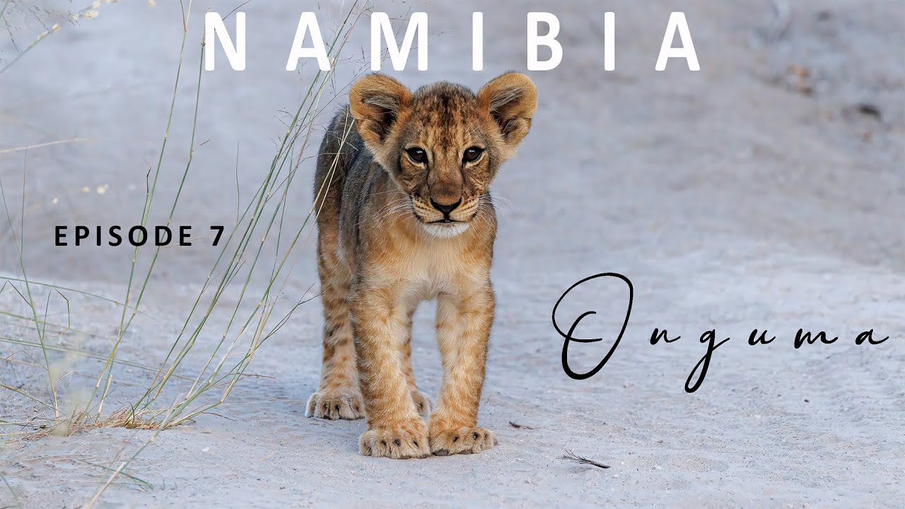 NAMIBIA 2024 | EXPECT THE UNEXPECTED | EPISODE 7 | ONGUMA NATURE RESERVE