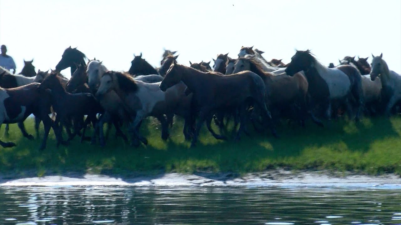 A Century of Tradition, We Relive the 100th Chincoteague Pony Swim