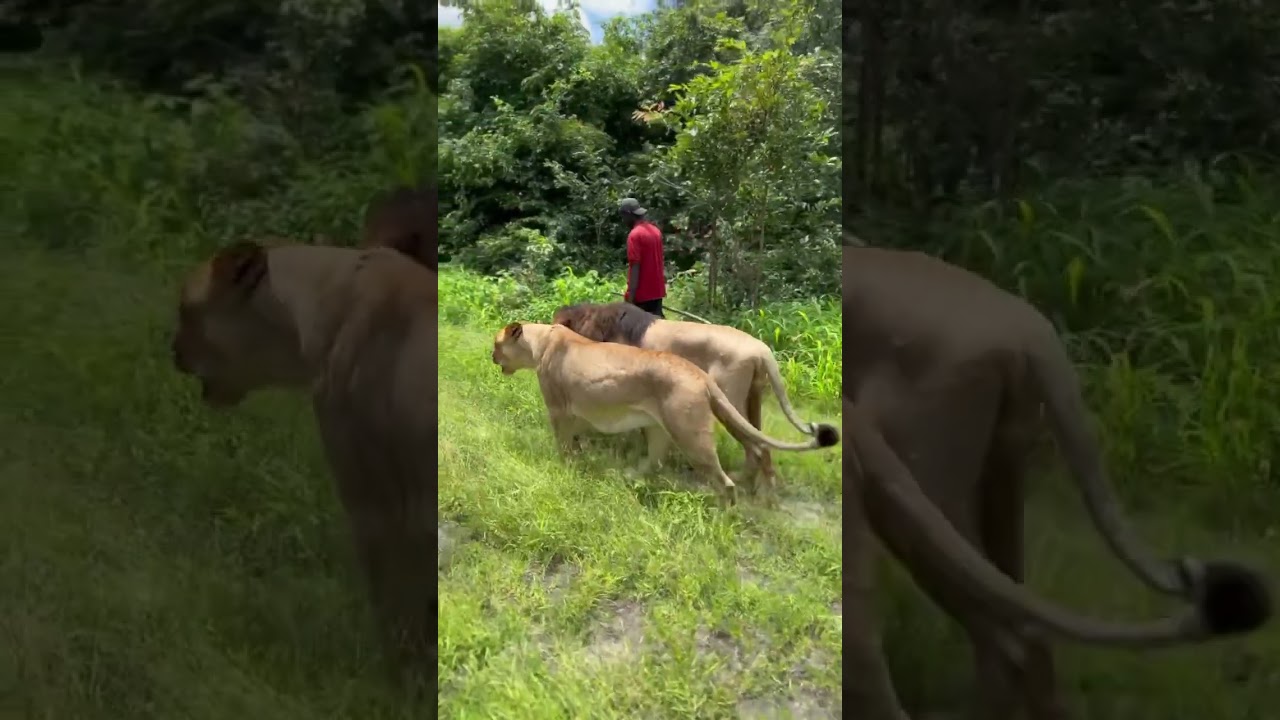GAINDE NDIAYE 🇸🇳🦁 #africa #dakar #senegal #summervibes #vacation #visitsenegal