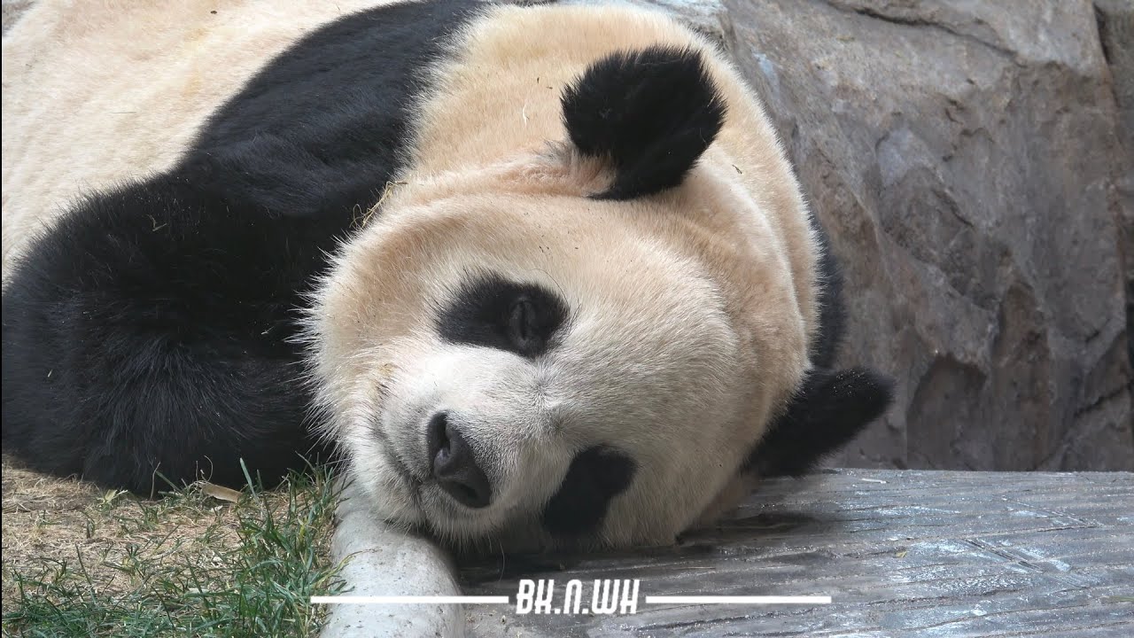 260117 잠자는 세컨하우스의 루이곰쥬