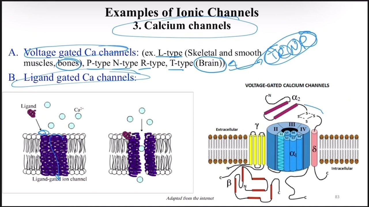 Ion channels(ca+2,k+,Na+)