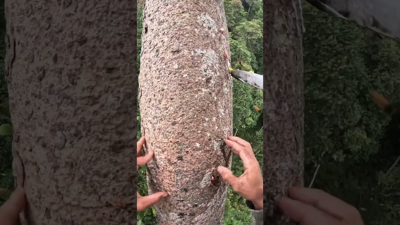 When Survival Hurts: A Man Pulls Out Bee Stingers  #shorts #youtubeshorts #viral #wildlife #animals