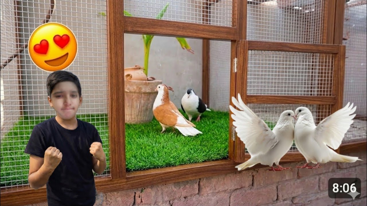 “Finally! Shirazi Pigeon Gift Mil Gaya 🕊️ | Surprise for My Pets”