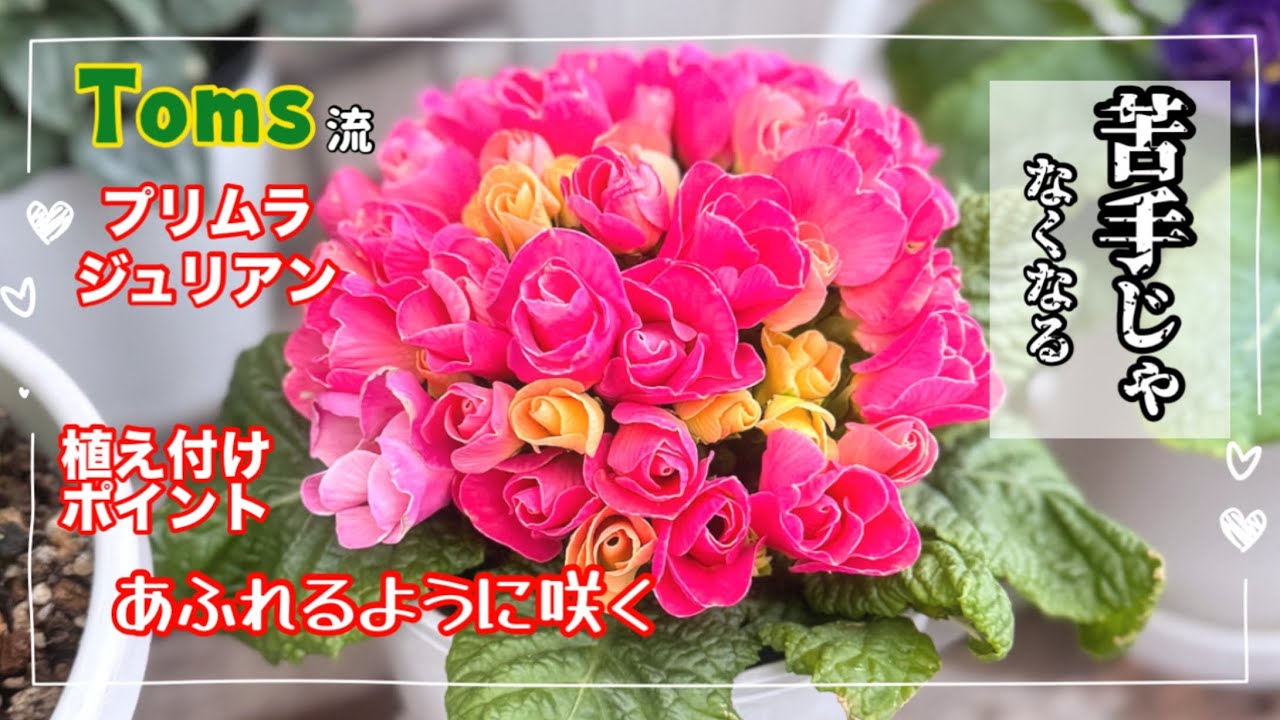 「プリムラジュリアン」が苦手な人 必見です。プリムラを枯らさずに育てる方法 植え付け前にご覧ください。