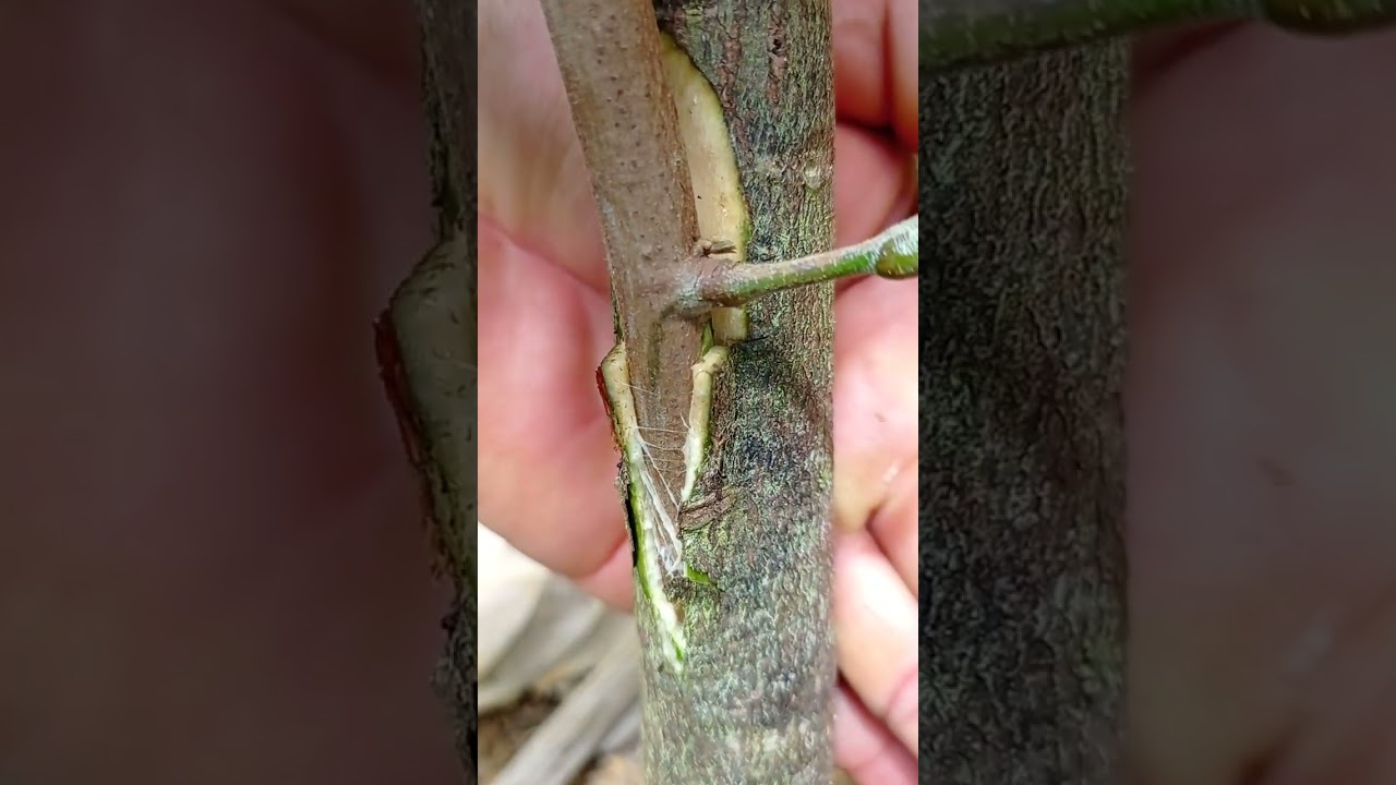pra quem ta pensando em começar a clonagens em cacau esse vídeo pode ser útil pra vc!!