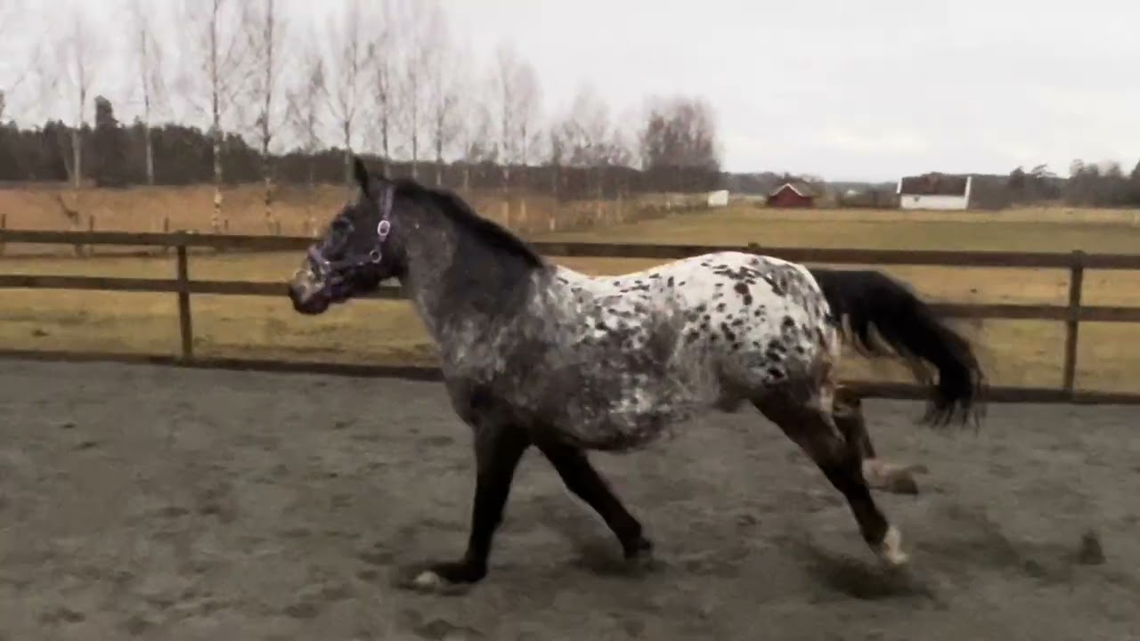 Rocky on the run 260314