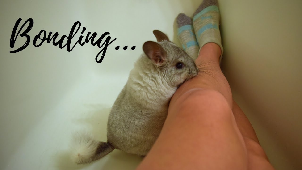 Bonding With My 5 Month Old Chinchilla!