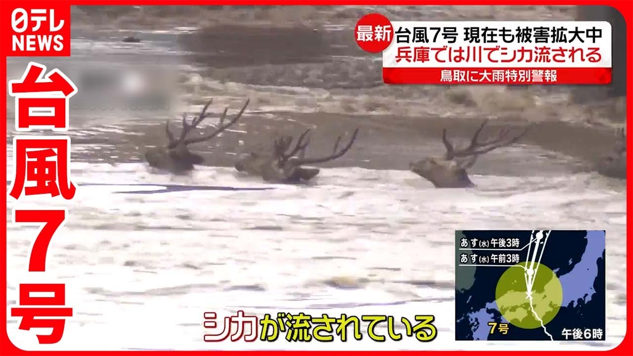 【台風7号】各地で増水  兵庫・川ではシカが流され…  鳥取では橋が一部崩落