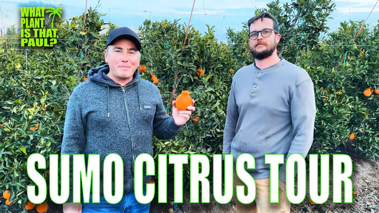 SUMO CITRUS MEGA TOUR with TIM GEORGE / GROWING SUMO CITRUS on a LARGE SCALE / OVER 1 HOUR of CITRUS