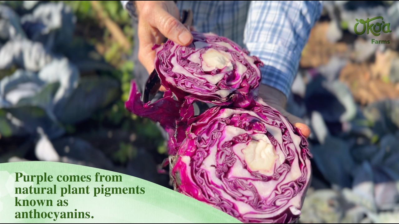 The Humble Cabbage: Superfood Powerhouse & Farm Fresh Beauty with Ryan Earehart at Oko’a Farms