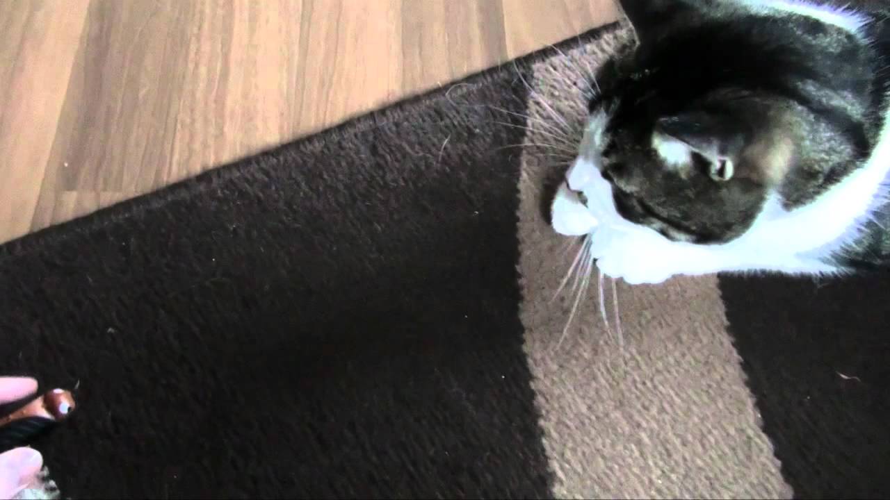 NINJA der faule KATER | Die Meeries