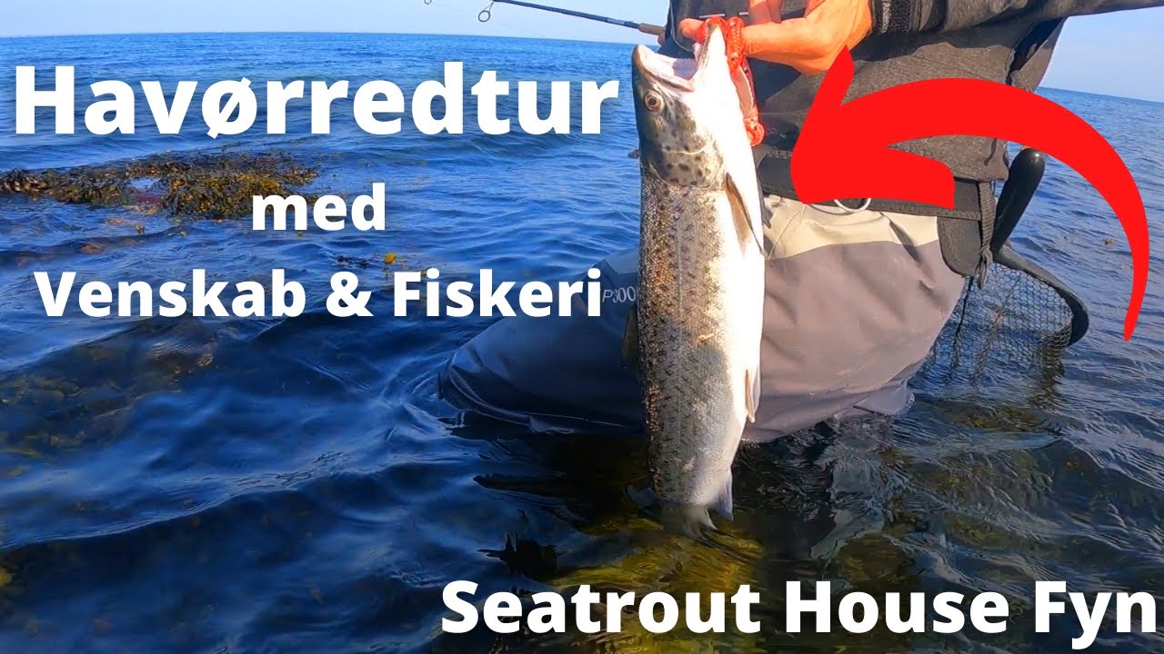 Masser af havørreder med Venskab & Fiskeri i Seatrout House Fyn 🎣